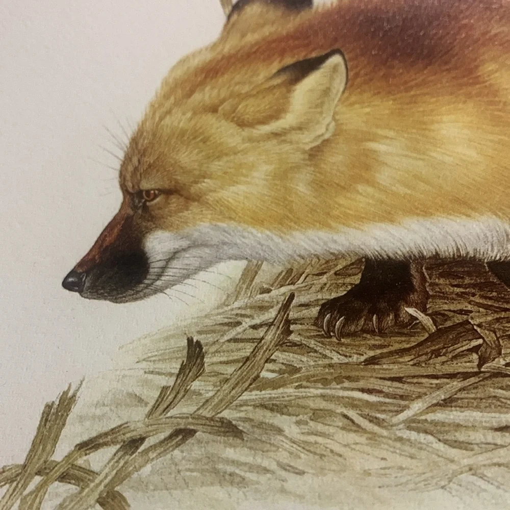 Glen Loates  “FOX” 18 x 23 in signed / sealed lithograph